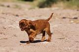 KING CHARLES SPANIEL 180